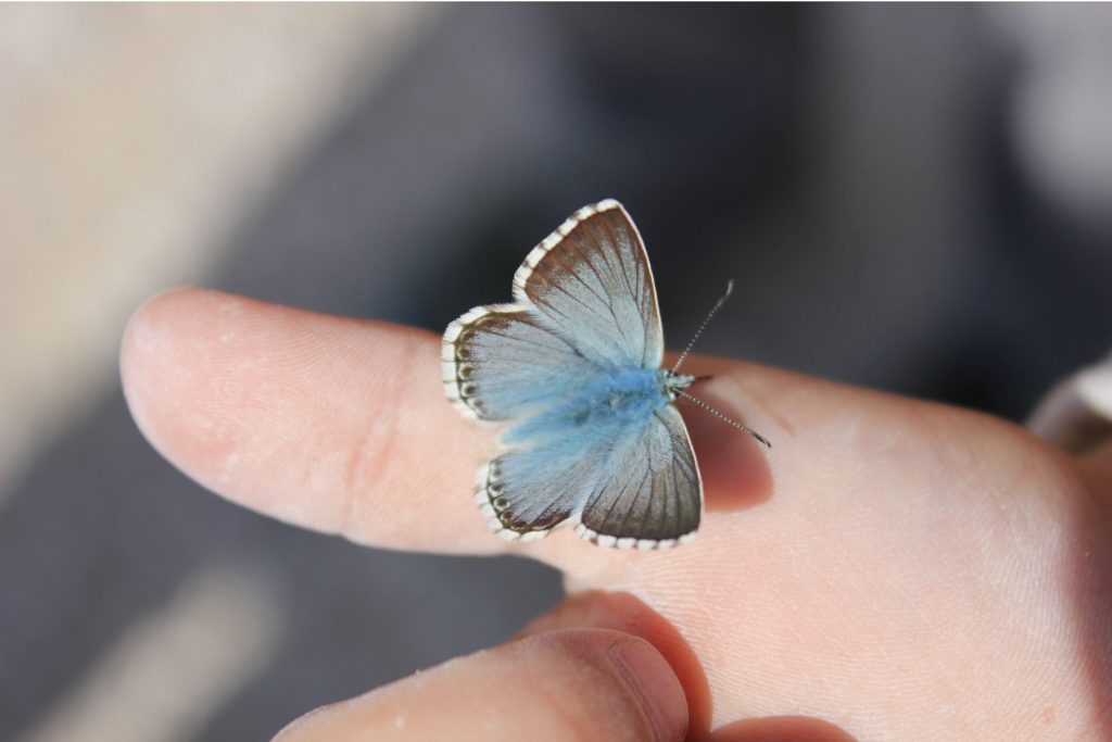 blauer Schmetterling auf Kinderhand